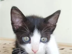 Gato raça SRD-ViraLata idade Abaixo de 2 meses nome Kookie