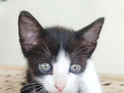 Gato raça SRD-ViraLata idade Abaixo de 2 meses nome Kookie