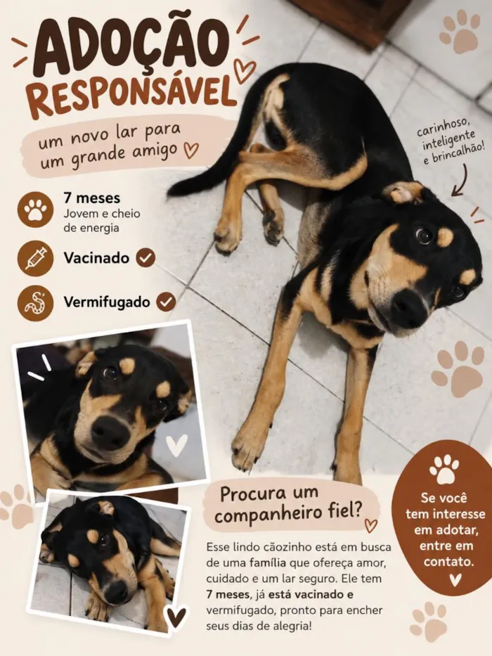 Cachorro raça SRD-ViraLata idade 7 a 11 meses nome Frederico