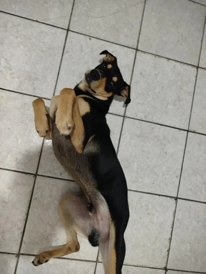 Cachorro raça SRD-ViraLata idade 7 a 11 meses nome Frederico
