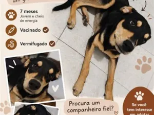 Cachorro raça SRD-ViraLata idade 7 a 11 meses nome Frederico