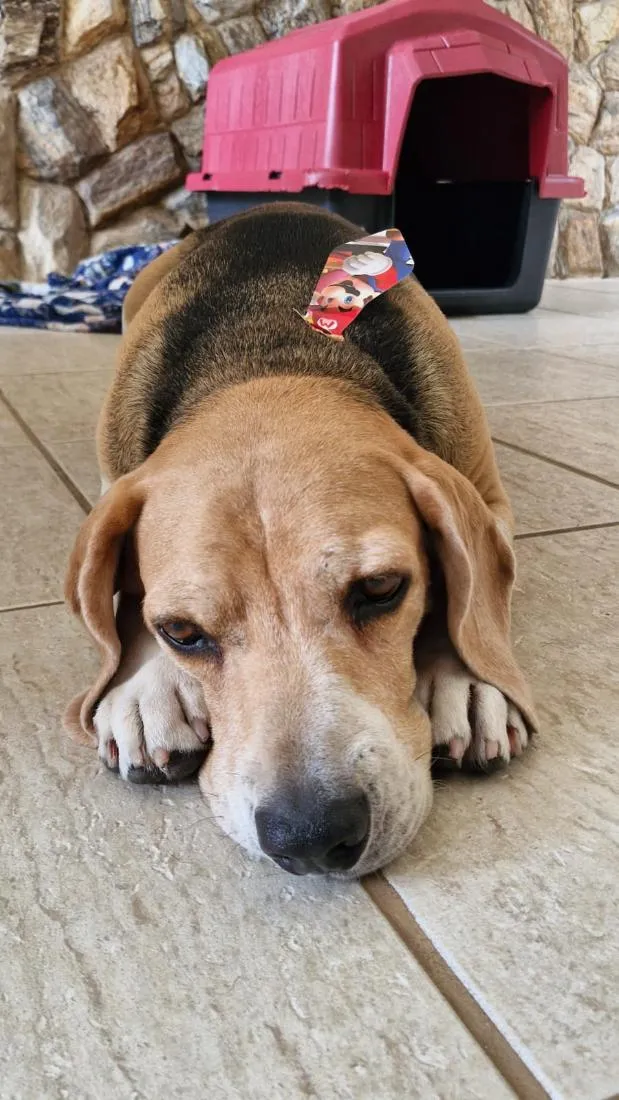 Cachorro raça SRD-ViraLata idade 5 anos nome Marley