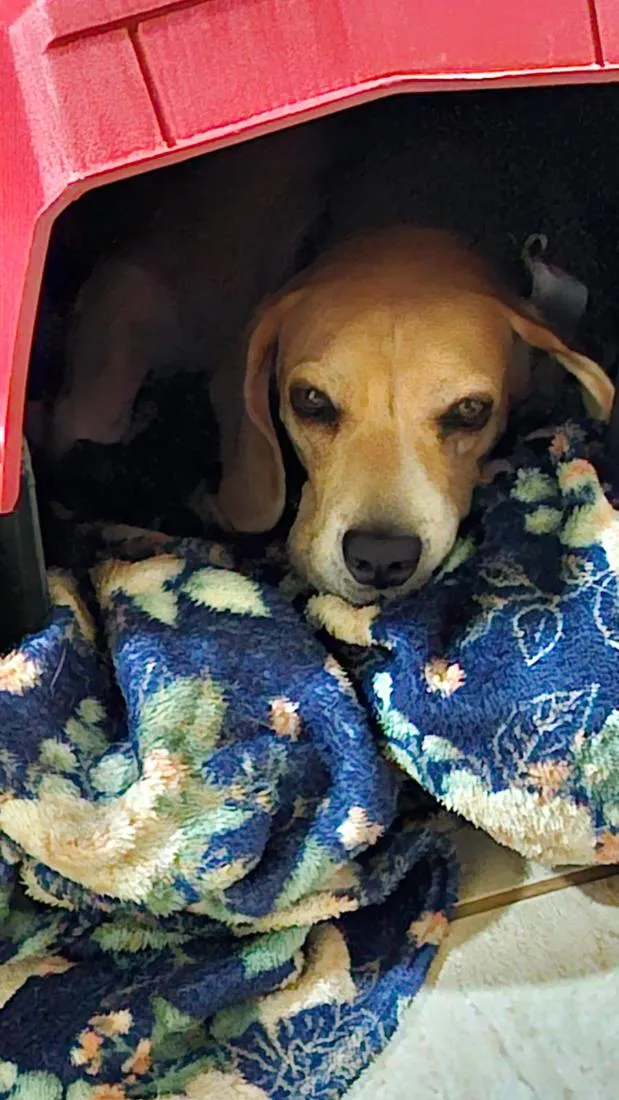 Cachorro raça SRD-ViraLata idade 5 anos nome Marley
