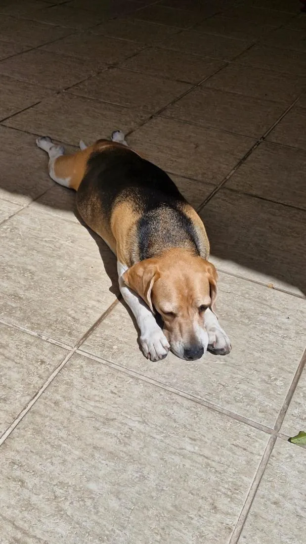 Cachorro raça SRD-ViraLata idade 5 anos nome Marley