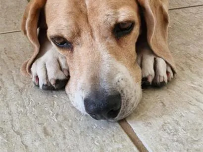 Cachorro raça SRD-ViraLata idade 5 anos nome Marley