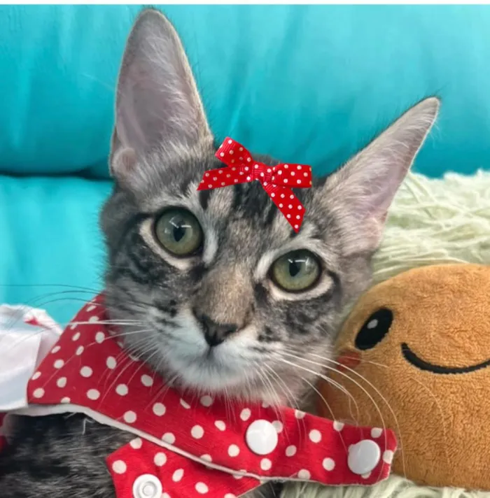 Gato raça SRD-ViraLata idade 2 a 6 meses nome Mina