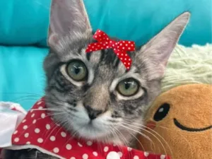 Gato raça SRD-ViraLata idade 2 a 6 meses nome Mina