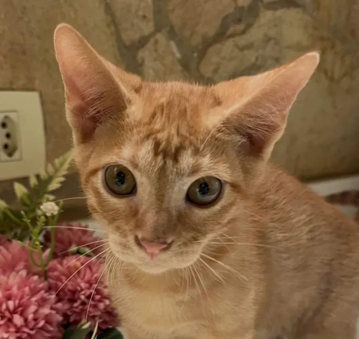 Gato raça SRD-ViraLata idade 2 a 6 meses nome Téo