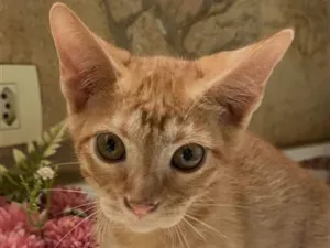 Gato raça SRD-ViraLata idade 2 a 6 meses nome Téo
