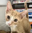 Léo