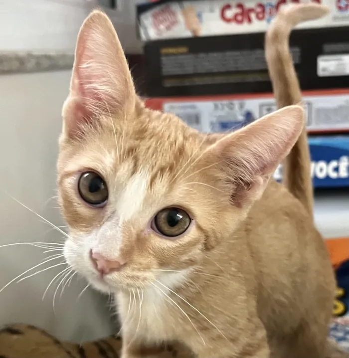 Gato raça SRD-ViraLata idade 2 a 6 meses nome Léo