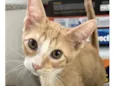Léo