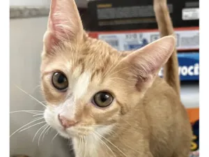 Gato raça SRD-ViraLata idade 2 a 6 meses nome Léo