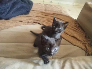 Gato raça SRD-ViraLata idade Abaixo de 2 meses nome estrela