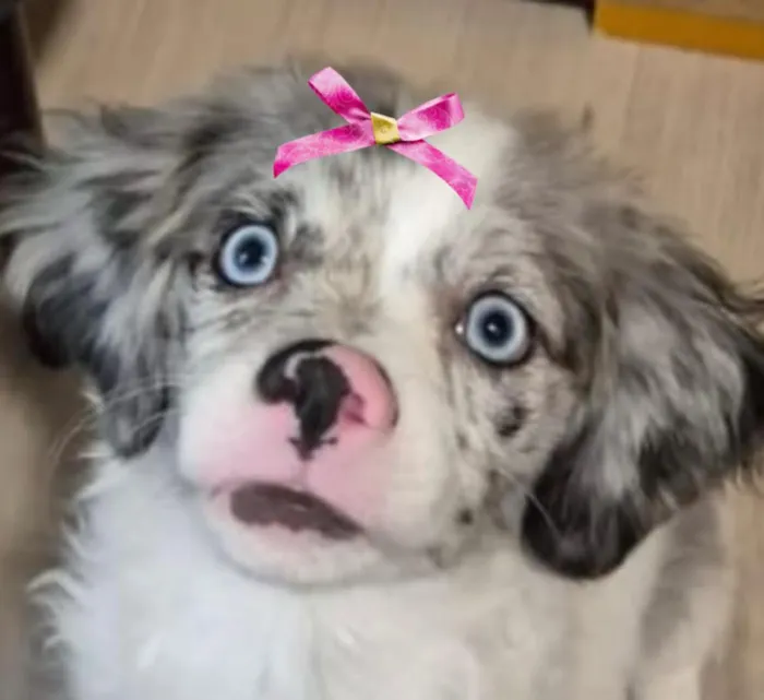 Cachorro raça SRD-ViraLata idade 2 a 6 meses nome Luana