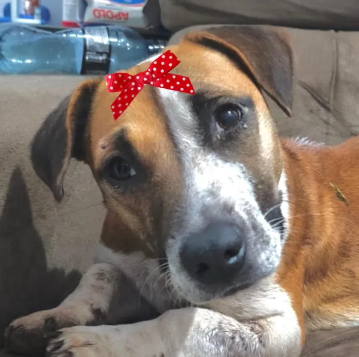 Cachorro raça SRD-ViraLata idade 2 anos nome Vicky