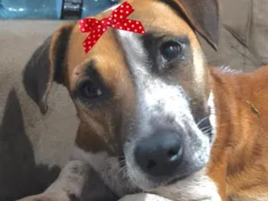 Cachorro raça SRD-ViraLata idade 2 anos nome Vicky