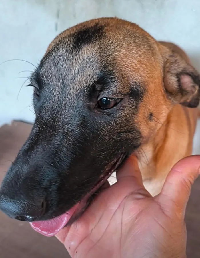 Cachorro raça SRD-ViraLata idade 7 a 11 meses nome Dino