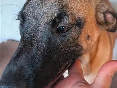 Cachorro raça SRD-ViraLata idade 7 a 11 meses nome Dino