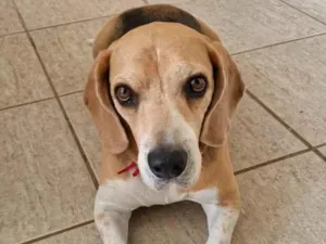 Cachorro raça SRD-ViraLata idade 5 anos nome Marley