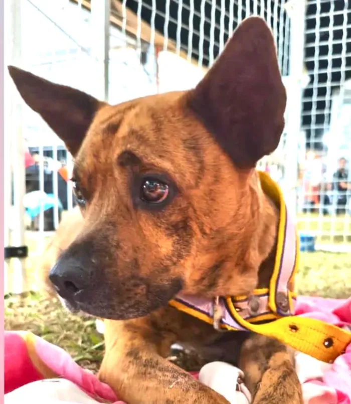 Cachorro raça SRD-ViraLata idade 3 anos nome Rock