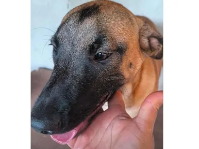 Cachorro raça SRD-ViraLata idade 7 a 11 meses nome Dino