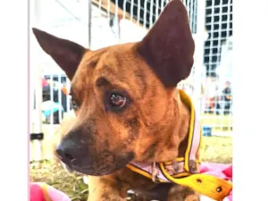 Cachorro raça SRD-ViraLata idade 3 anos nome Rock