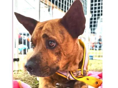 Cachorro raça SRD-ViraLata idade 3 anos nome Rock