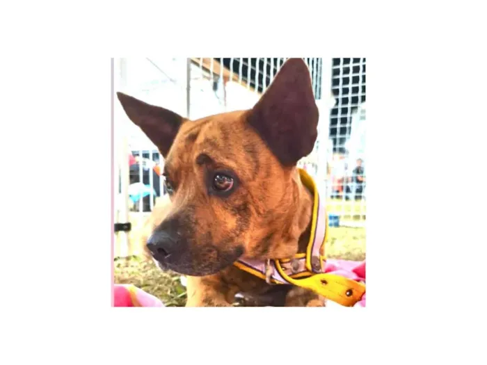 Cachorro raça SRD-ViraLata idade 3 anos nome Rock