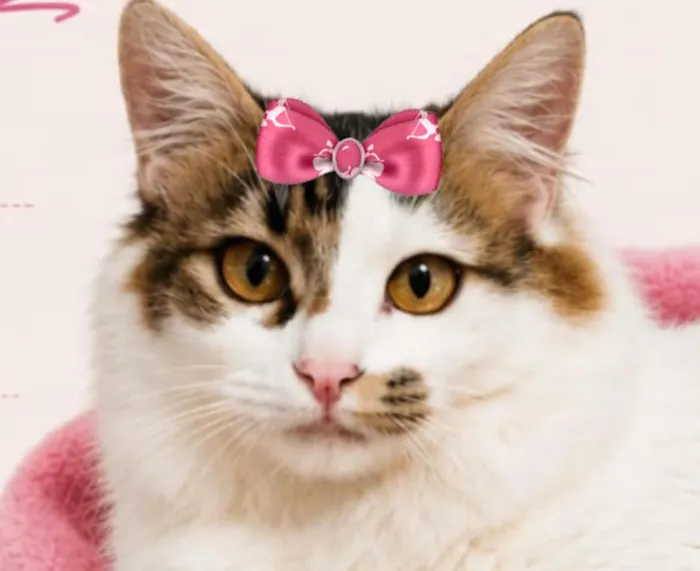 Gato raça SRD-ViraLata idade 2 anos nome Luna