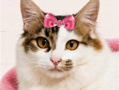 Gato raça SRD-ViraLata idade 2 anos nome Luna