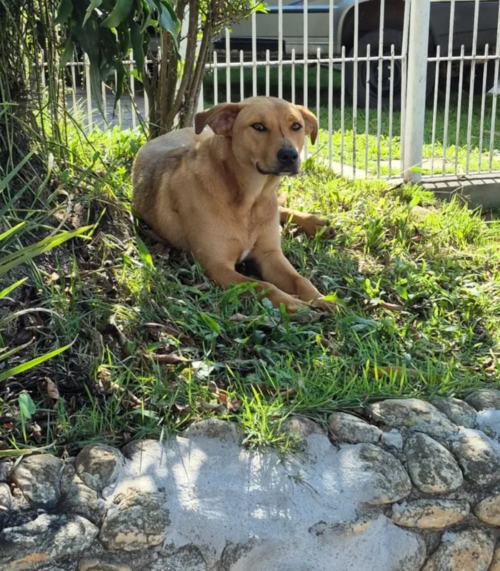 Cachorro raça SRD-ViraLata idade 2 anos nome Carmella