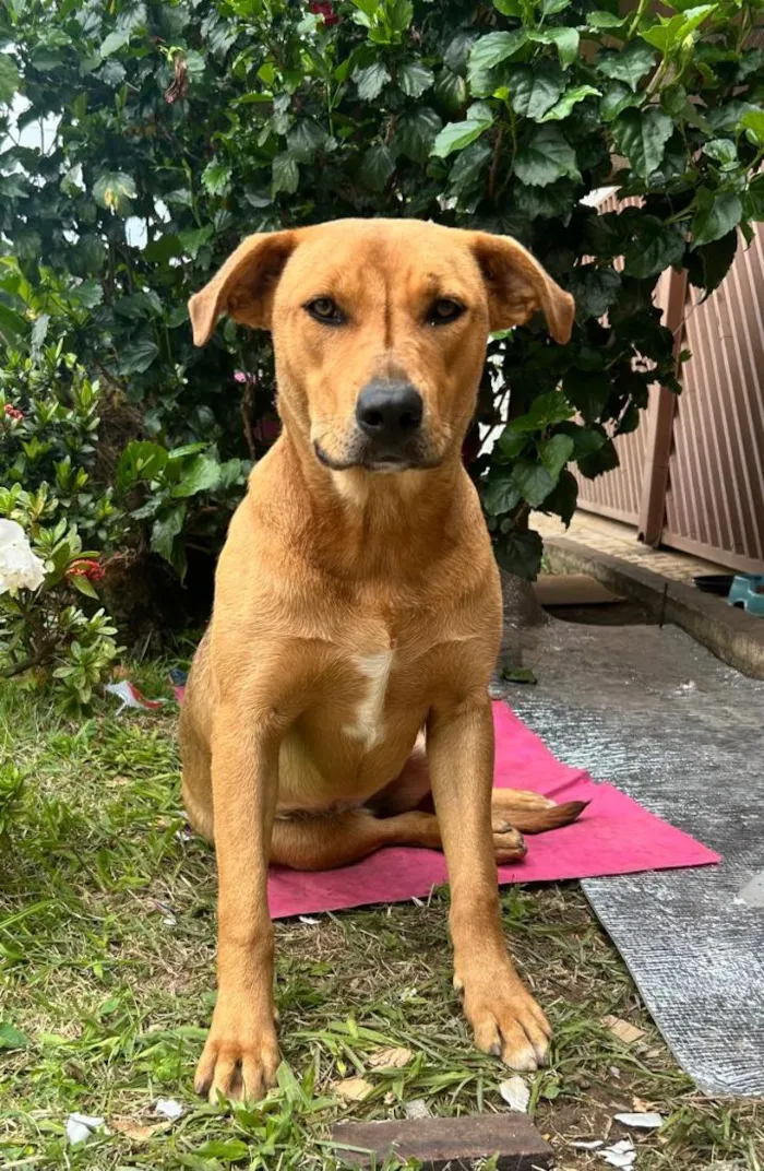 Cachorro raça SRD-ViraLata idade 2 anos nome Carmella