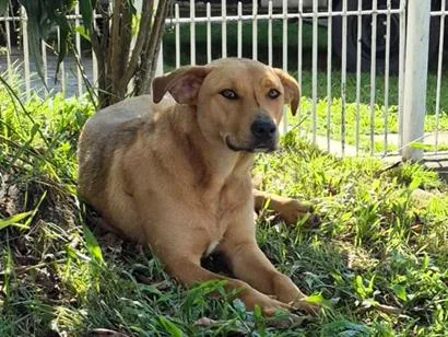 Cachorro raça SRD-ViraLata idade 2 anos nome Carmella