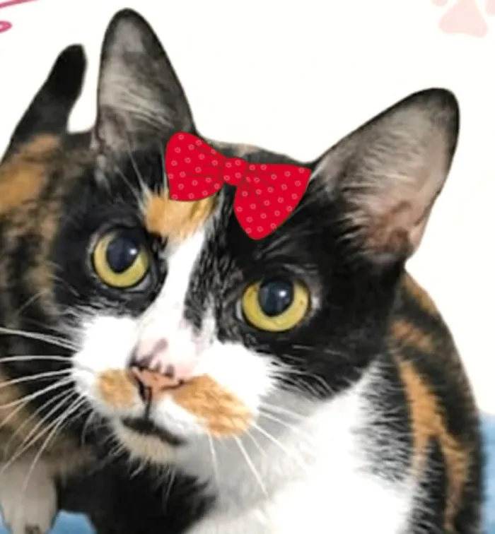 Gato raça SRD-ViraLata idade 5 anos nome Mirela