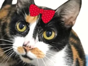 Gato raça SRD-ViraLata idade 5 anos nome Mirela
