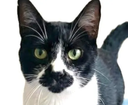 Gato raça SRD-ViraLata idade 5 anos nome Frajola