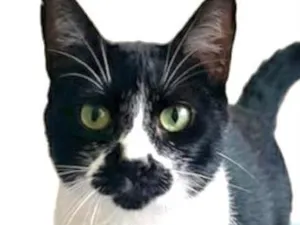 Gato raça SRD-ViraLata idade 5 anos nome Frajola