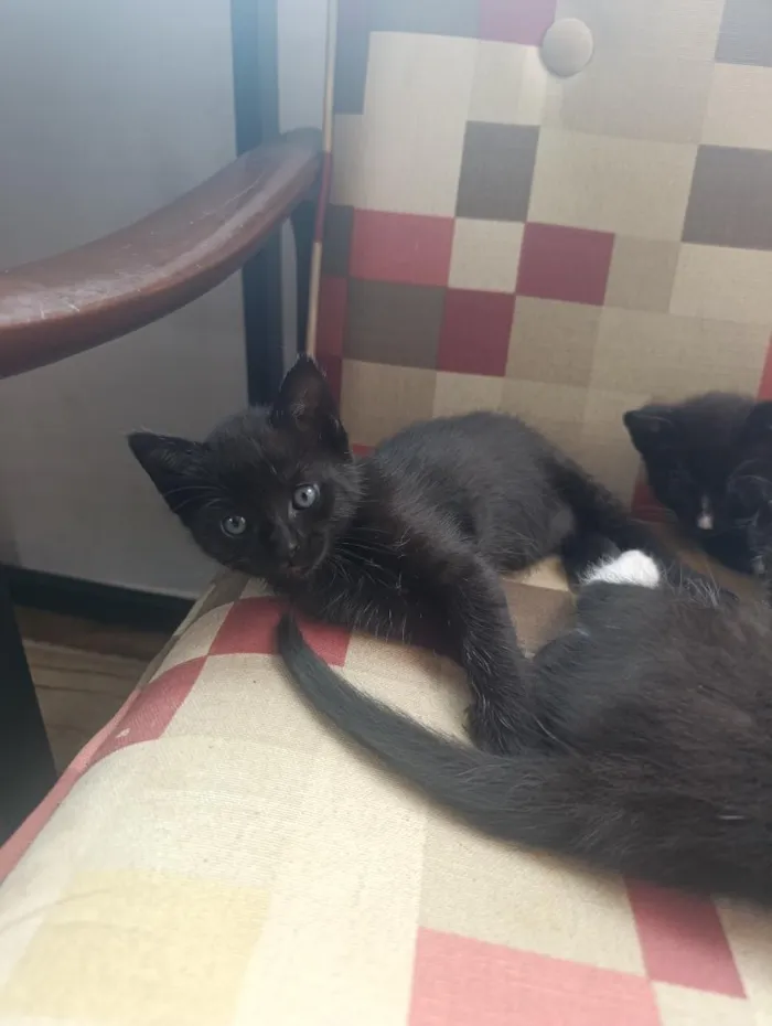 Gato raça SRD-ViraLata idade 2 a 6 meses nome Filhotes