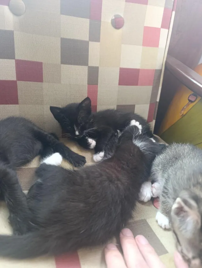 Gato raça SRD-ViraLata idade 2 a 6 meses nome Filhotes