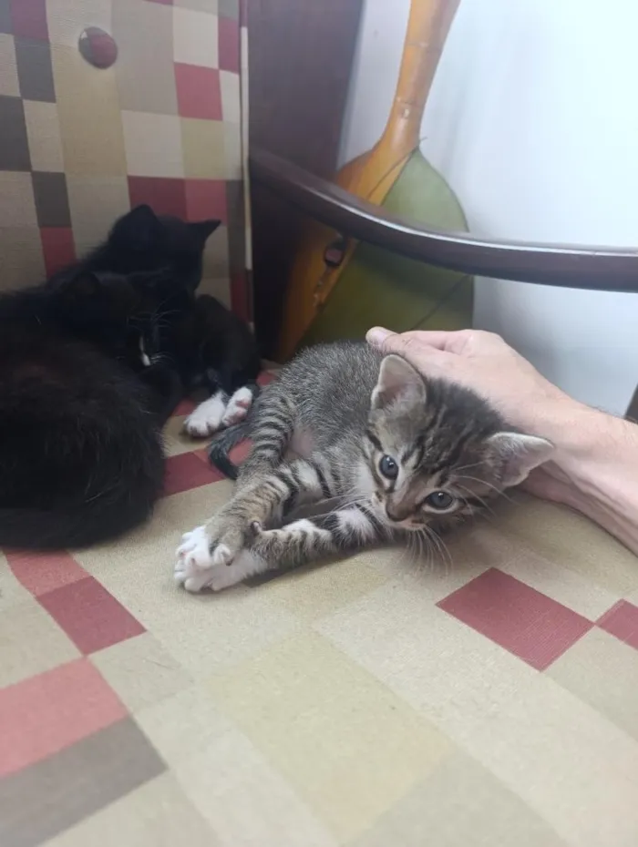 Gato raça SRD-ViraLata idade 2 a 6 meses nome Filhotes