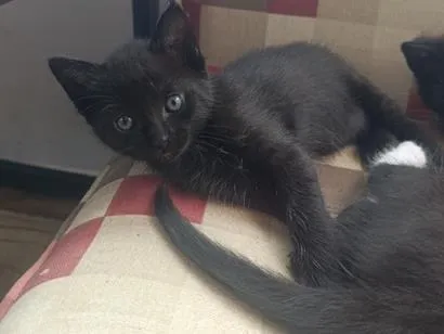 Gato raça SRD-ViraLata idade 2 a 6 meses nome Filhotes
