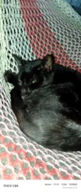 Frederico 