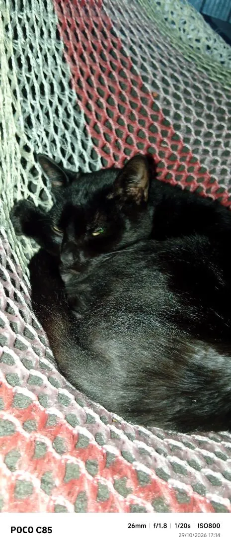 Gato raça SRD-ViraLata idade 2 anos nome Frederico 