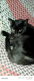 Frederico 