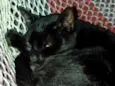 Frederico 