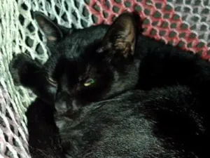 Gato raça SRD-ViraLata idade 2 anos nome Frederico 