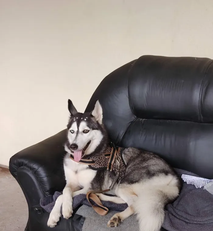 Cachorro raça SRD-ViraLata idade 6 ou mais anos nome Lua