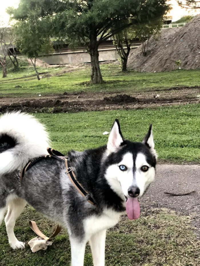 Cachorro raça SRD-ViraLata idade 6 ou mais anos nome Lua