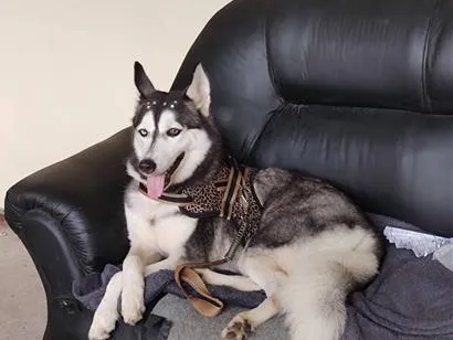 Cachorro raça SRD-ViraLata idade 6 ou mais anos nome Lua